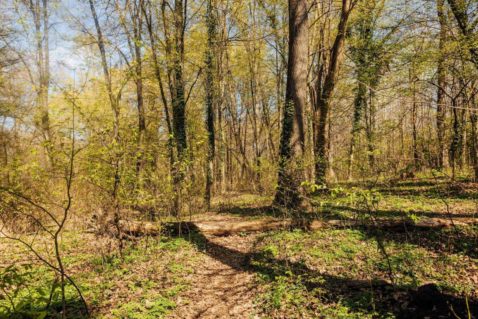angrenzender Wald