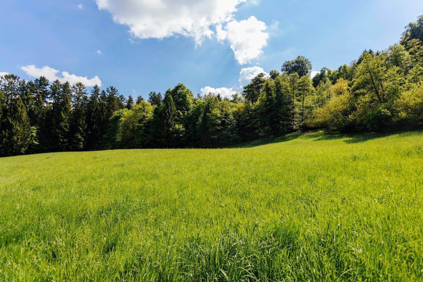 Weitläufige grüne Wiese grenzt an einen dichten Wald unter einem strahlend blauen Himmel.