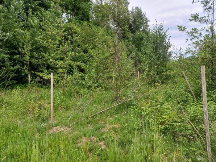 Jungwaldfläche