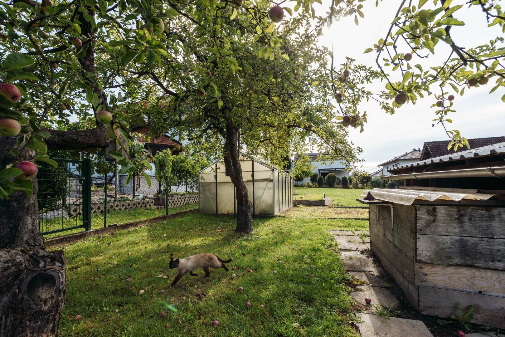 Gepflegter Garten mit Obstbäumen, kleinem Gewächshaus und einer Katze.