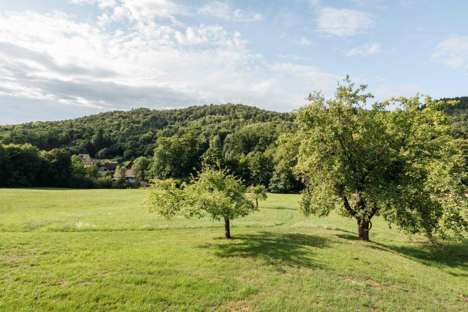 Idyllische Wiesenlandschaft mit einzelnen Bäumen und einem Wald am Horizont.