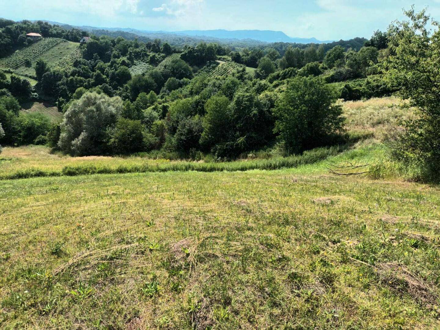 Grüne Wiese auf einem sanften Hang, umgeben von Bäumen und bewaldeten Hügeln im Hintergrund.