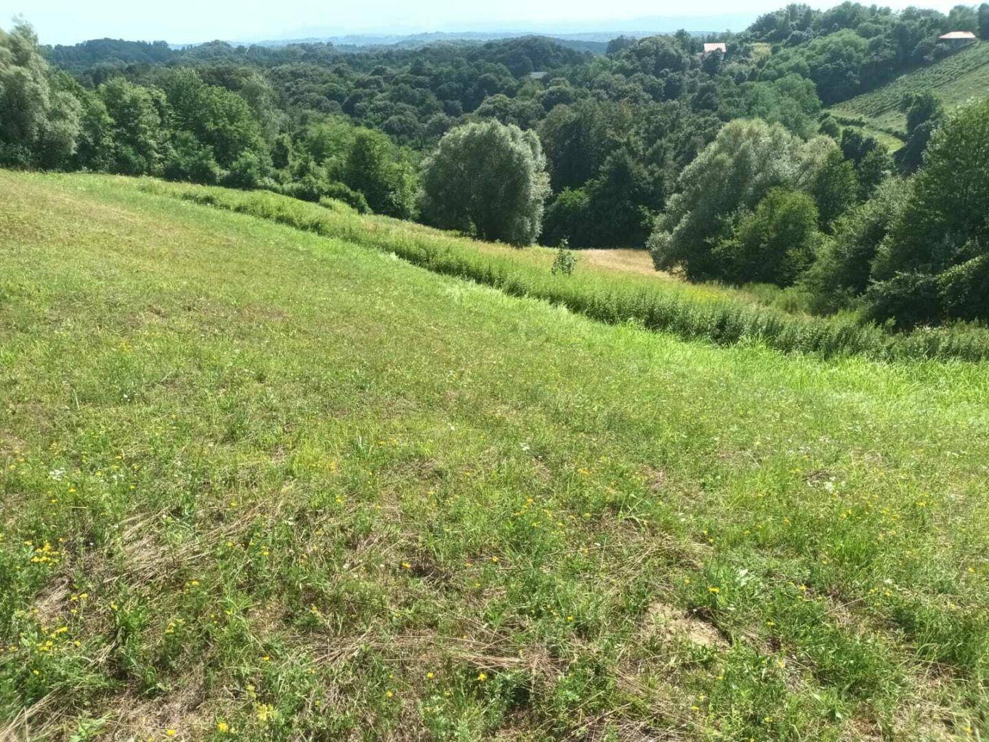 Sonnige, grüne Wiesenfläche mit leichtem Gefälle, umgeben von üppiger Vegetation und bewaldeten Hügeln.