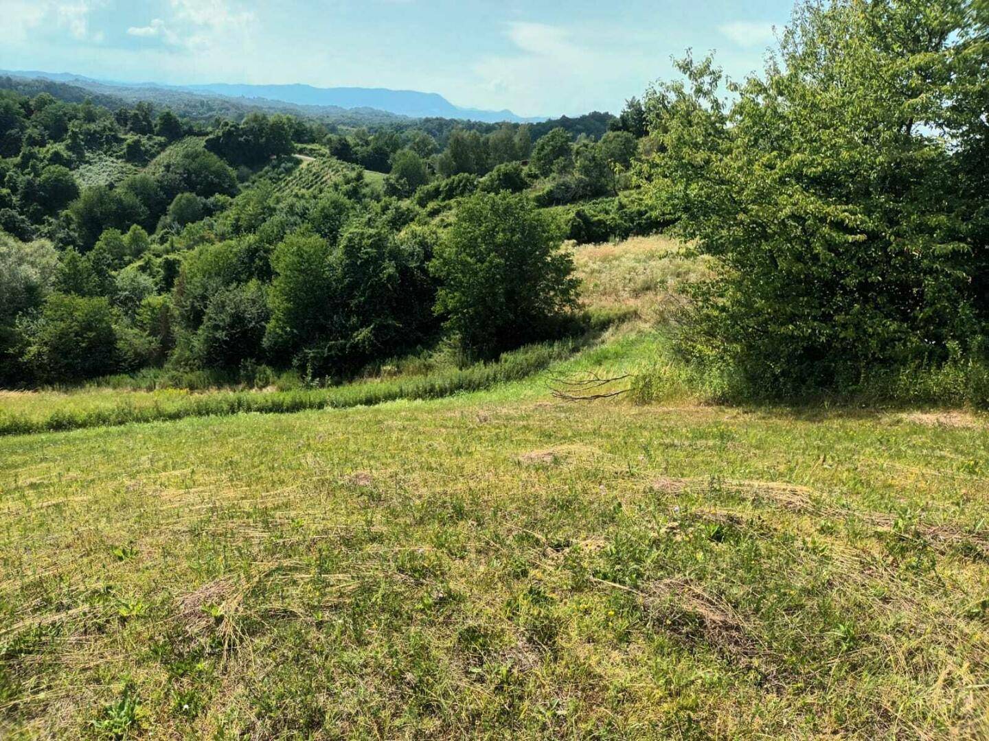 Grüne Wiese auf einem sanften Hang, umgeben von Bäumen und bewaldeten Hügeln im Hintergrund.