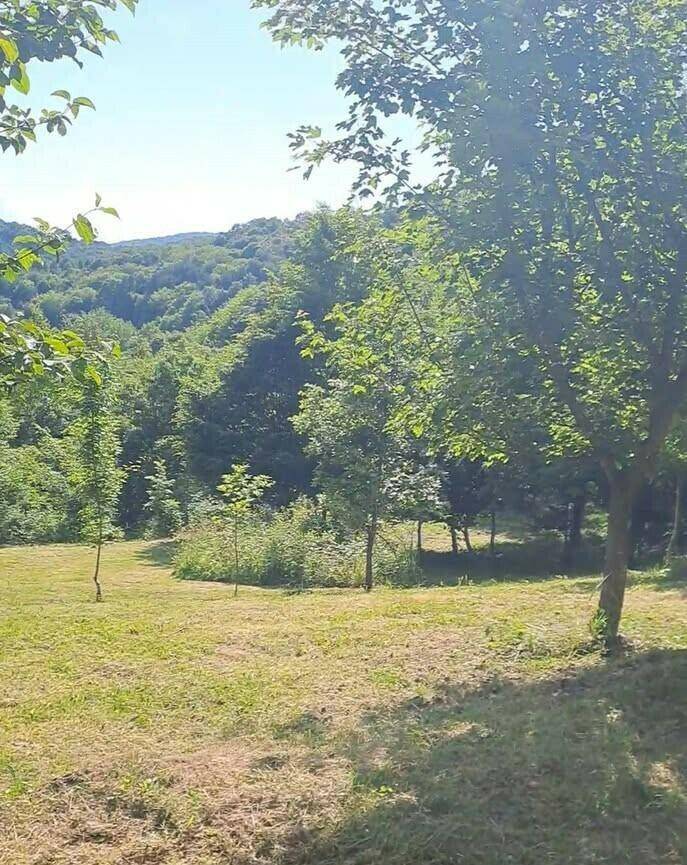 Helle, grüne Landschaft mit Bäumen und bewaldeten Hügeln in der Ferne an einem sonnigen Tag.