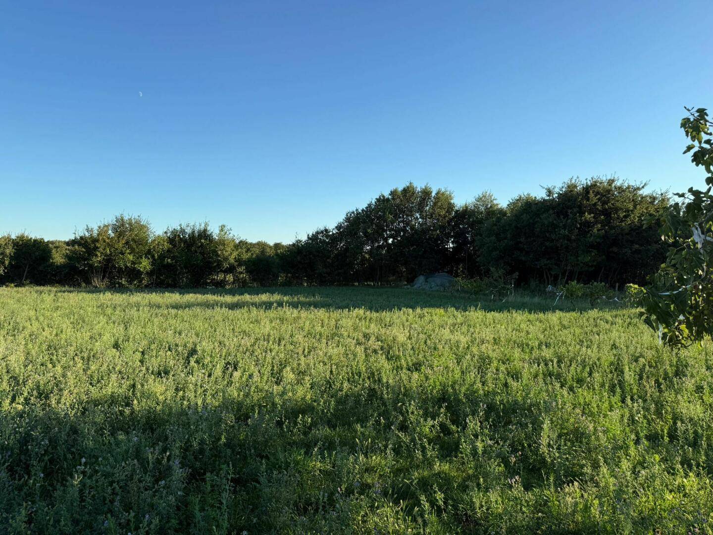 Ausgedehntes grünes Feld mit Bäumen im Hintergrund unter einem weiten blauen Himmel.