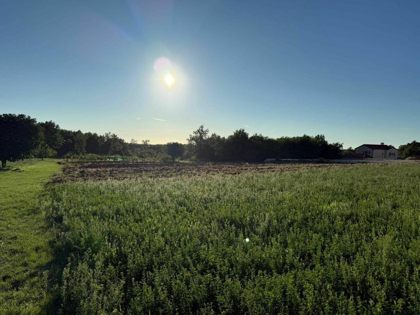 Sonniges weites Feld mit grüner Vegetation und einem Haus in der Ferne am Horizont.