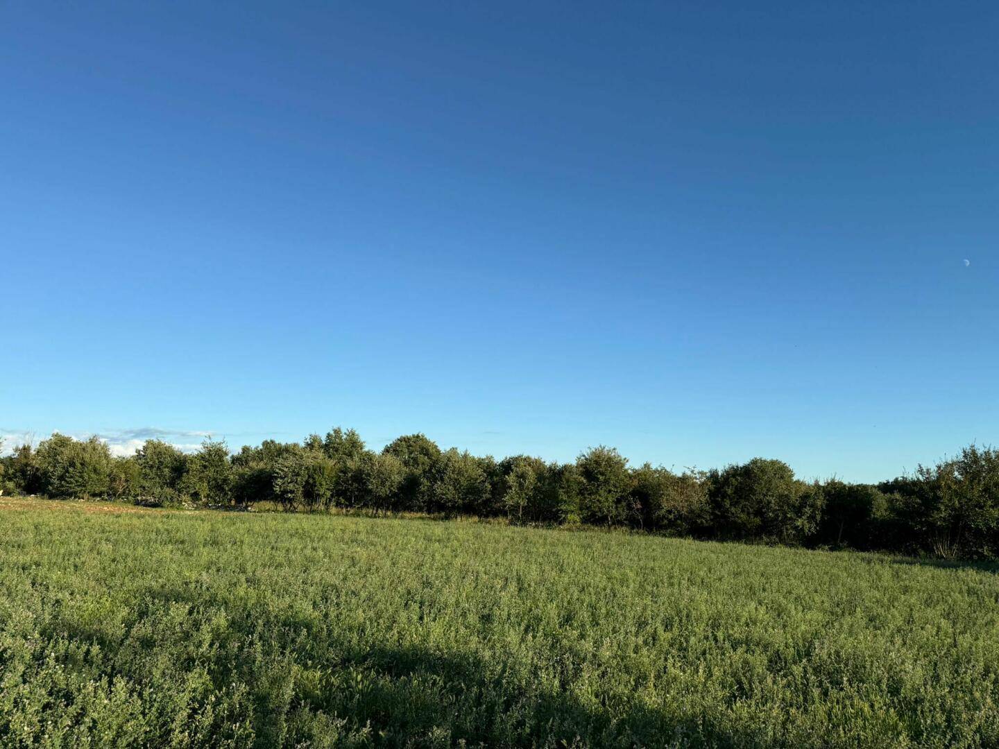 Weites grünes Feld unter klarem blauem Himmel mit einer Baumreihe am Horizont.