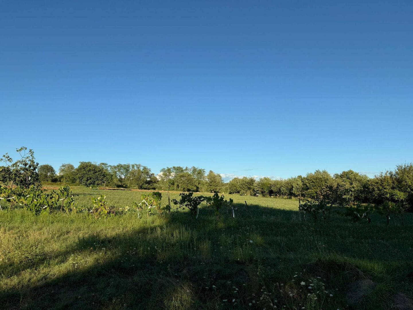 Weitläufiges Feld mit jungen Weinreben und Bäumen im Hintergrund unter blauem Himmel.