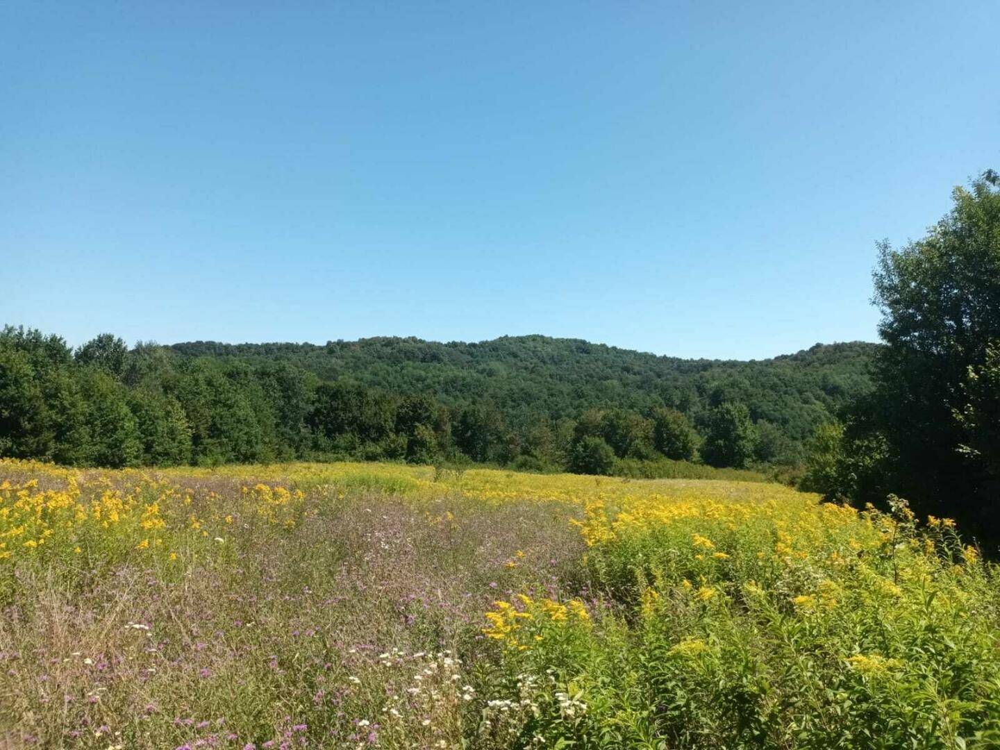 Weites Feld mit gelben Blumen und grünen Hügeln unter blauem Himmel, ideal für Naturliebhaber.