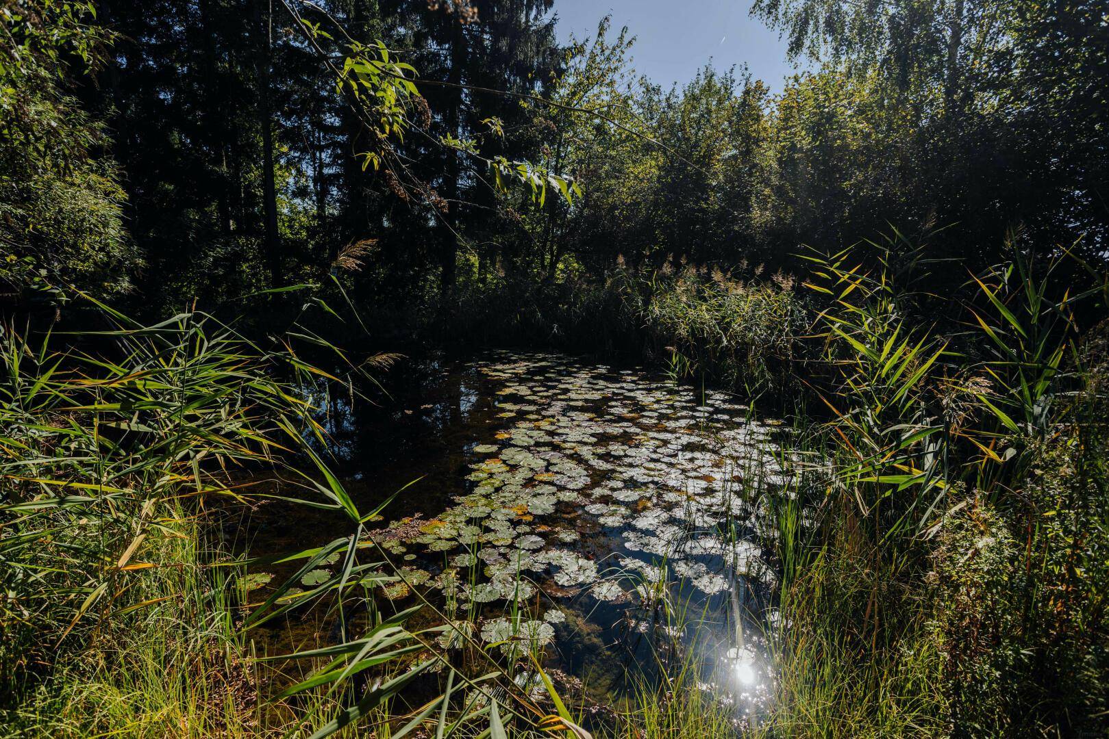 Natürlicher Gartenteich mit Seerosen und üppiger Ufervegetation unter strahlendem Sonnenschein.