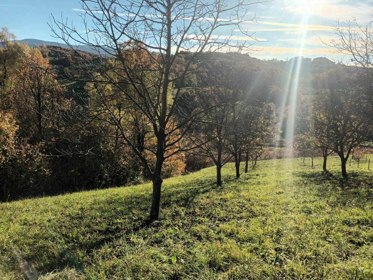 Sonniger Herbsttag auf einem sanften Hügel mit jungen Bäumen und weitem Blick in die Landschaft.