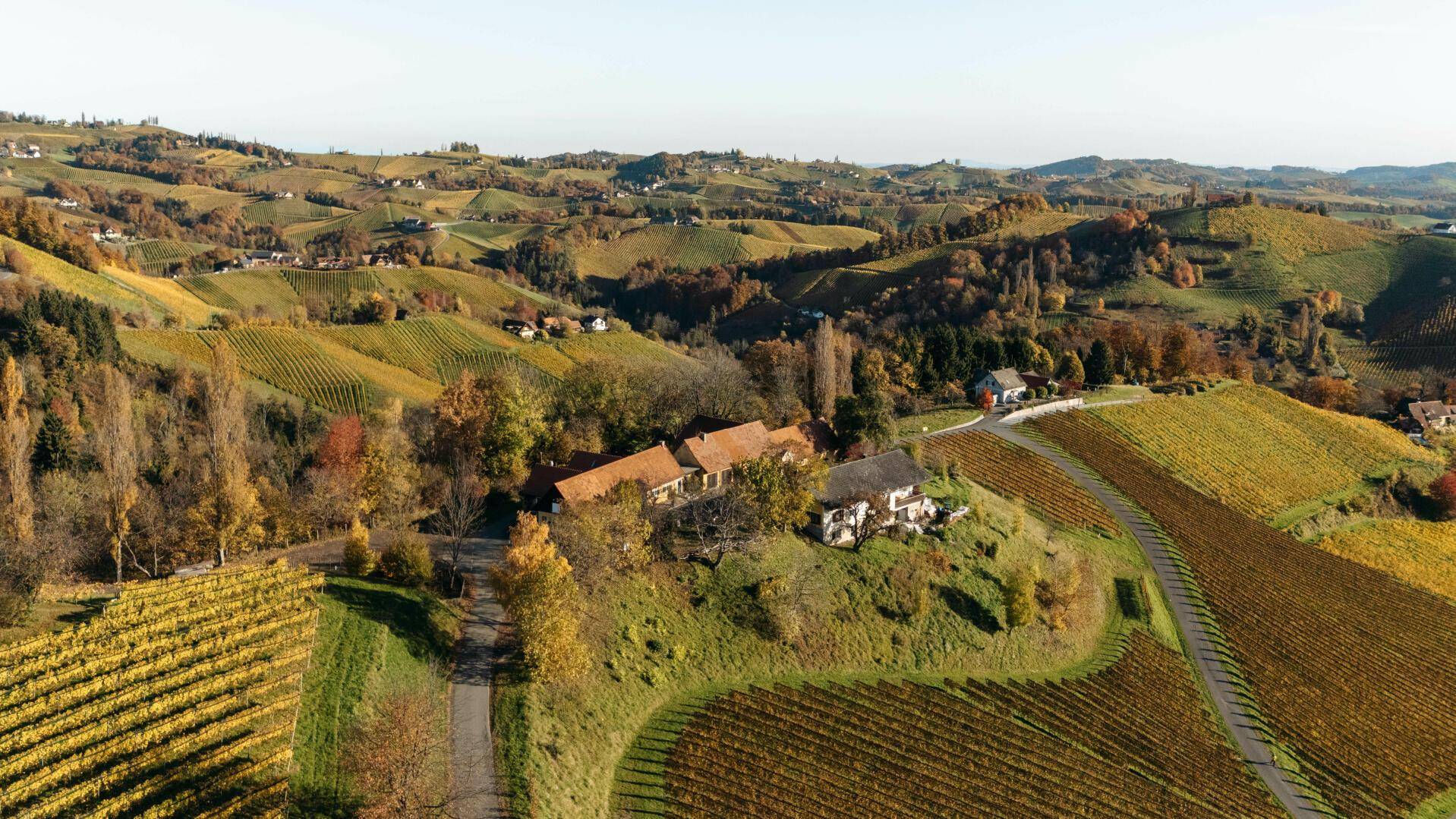 Panoramablick über weitläufige Weinberge und sanfte Hügel mit verstreuten Häusern in der herbstlichen Landschaft.