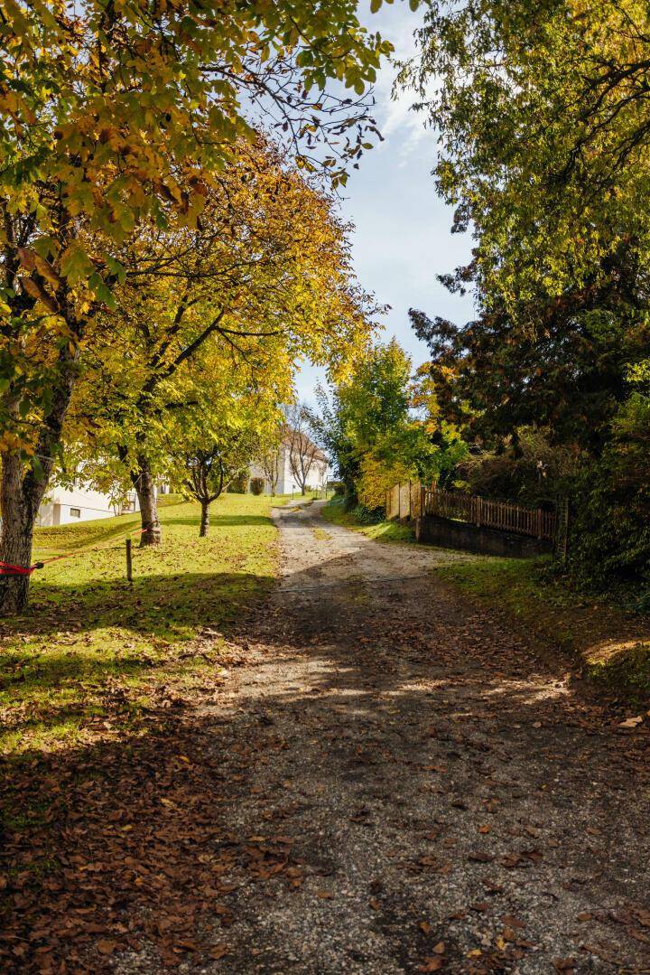 Ein unbefestigter Weg führt durch eine Allee von Bäumen mit herbstlichem Laub.
