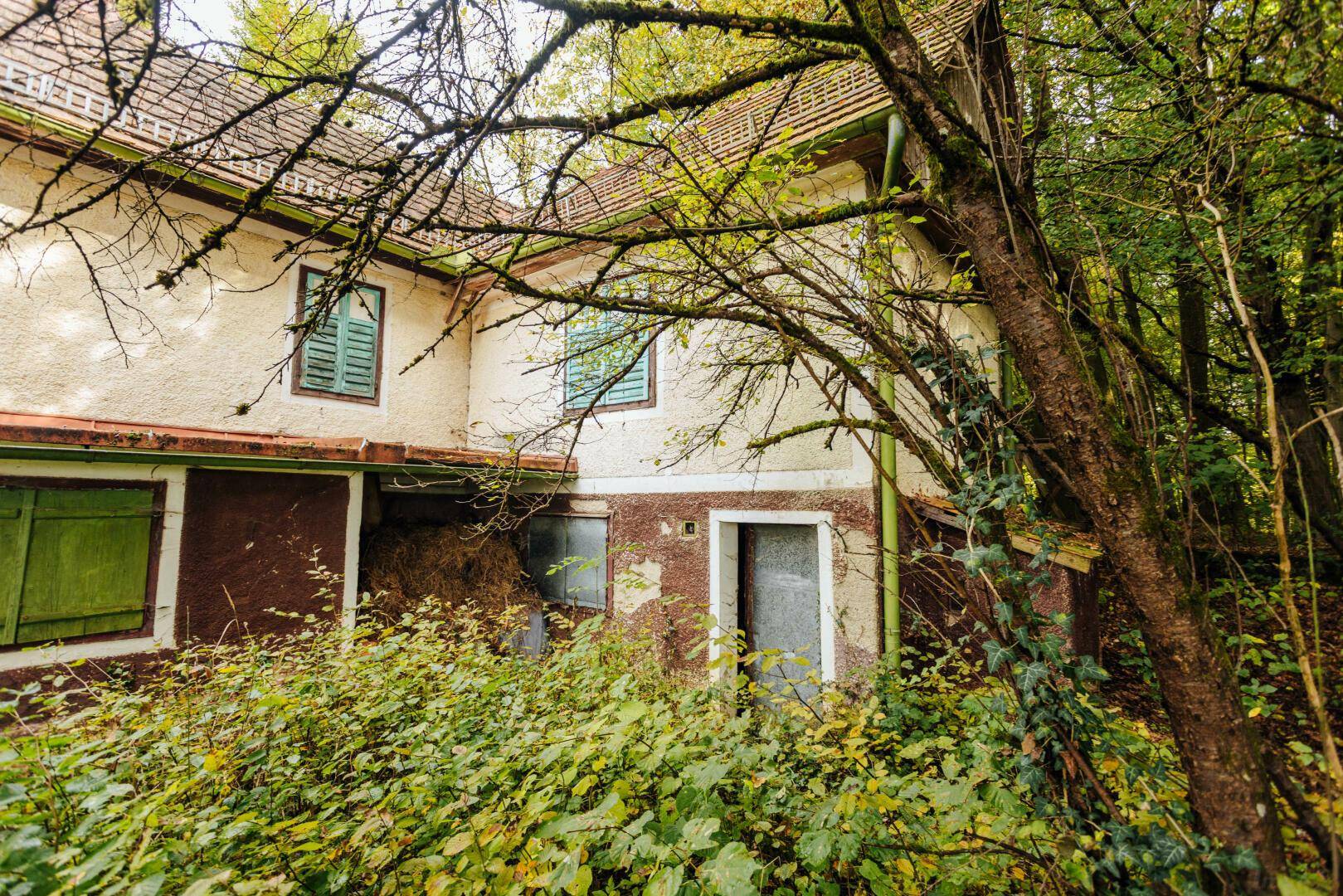 Seitenansicht des vernachlässigten alten Hauses, umgeben von überwucherter Vegetation und sichtbaren Holzbalken.