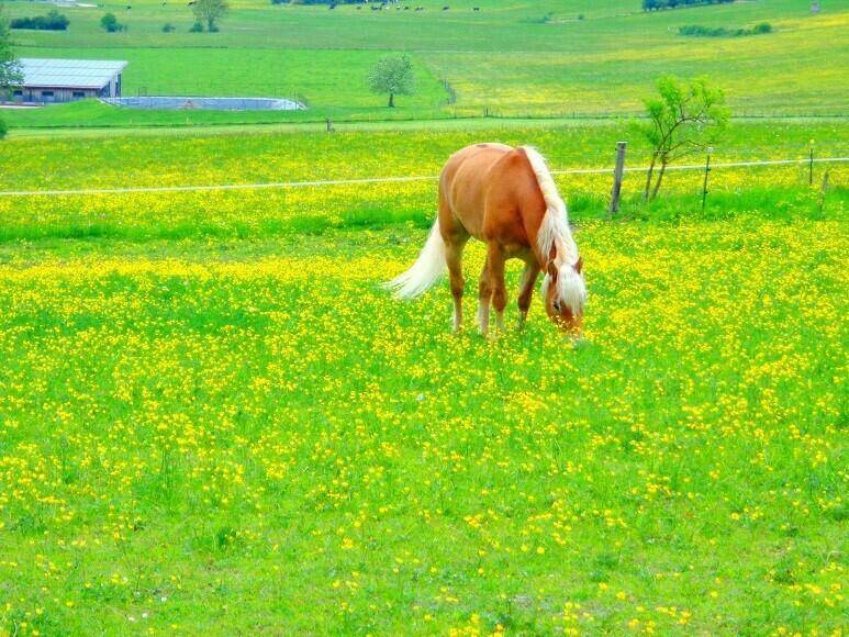 Ein Pferd grast friedlich auf einer weitläufigen, blühenden Wiese unter strahlendem Sonnenschein.