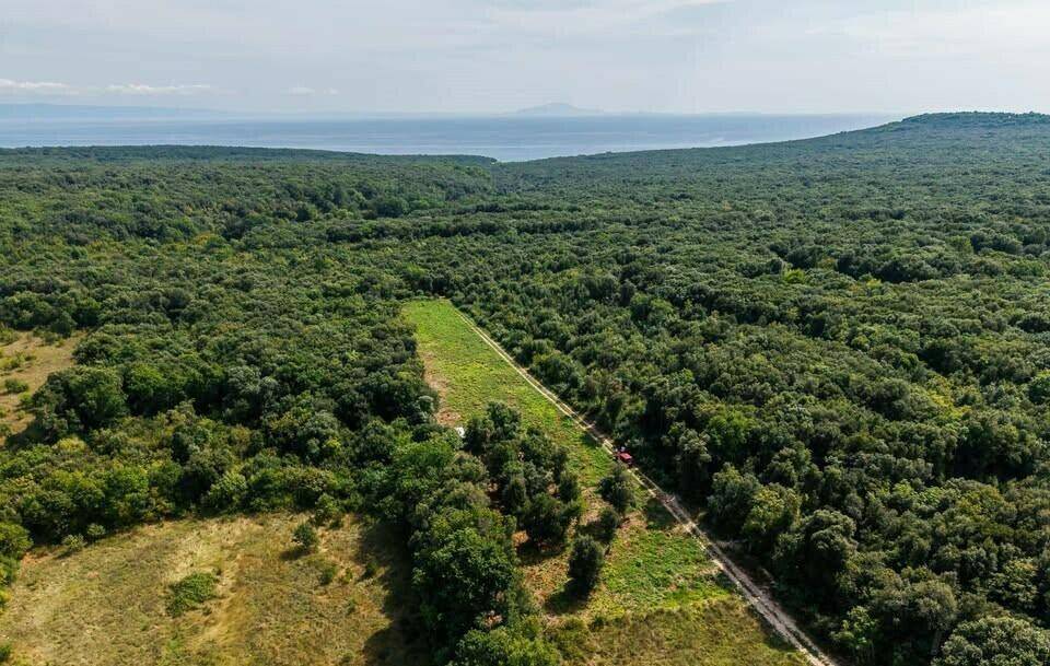 Weitläufige Luftaufnahme eines dichten Waldes, der an die Küste grenzt, mit einem erkennbaren Feldweg.