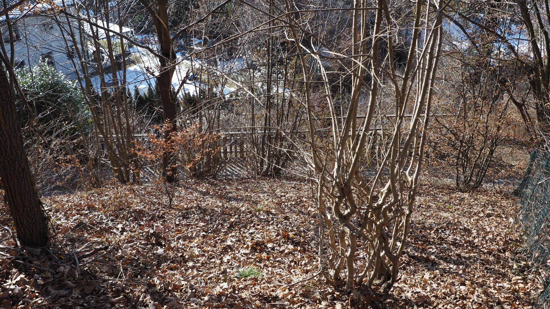 Naturbelassenes Grundstück mit vielen Bäumen und trockenem Laub, das auf den Frühling wartet.