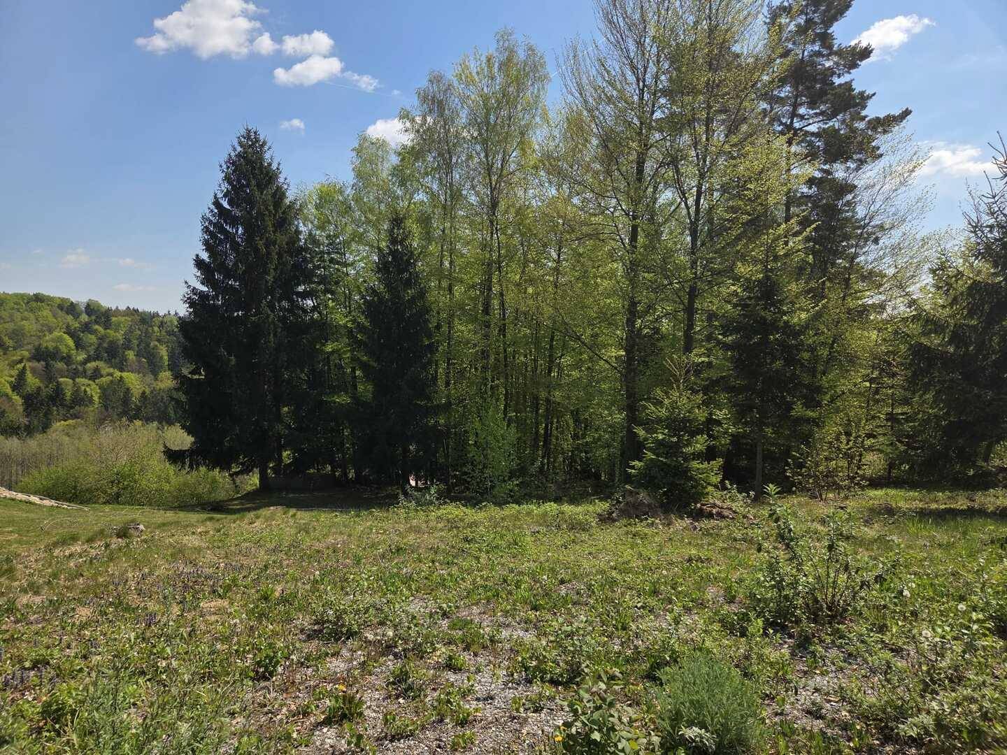 Grüne Wiese mit hohem Baumbestand im Hintergrund und weitem Blick in die Natur.
