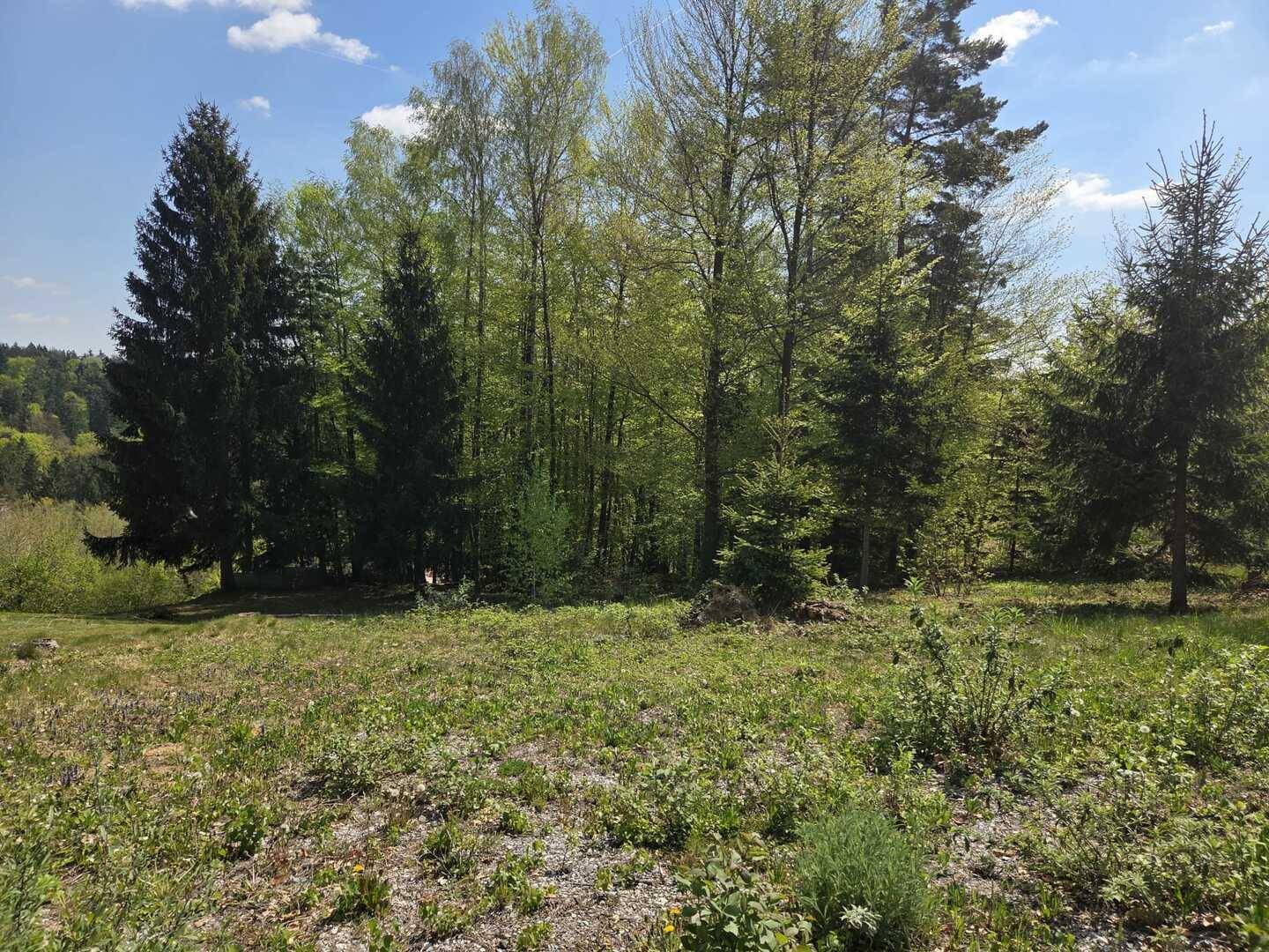 Naturbelassene Grünfläche mit verschiedenen Bäumen im Hintergrund unter blauem Himmel.