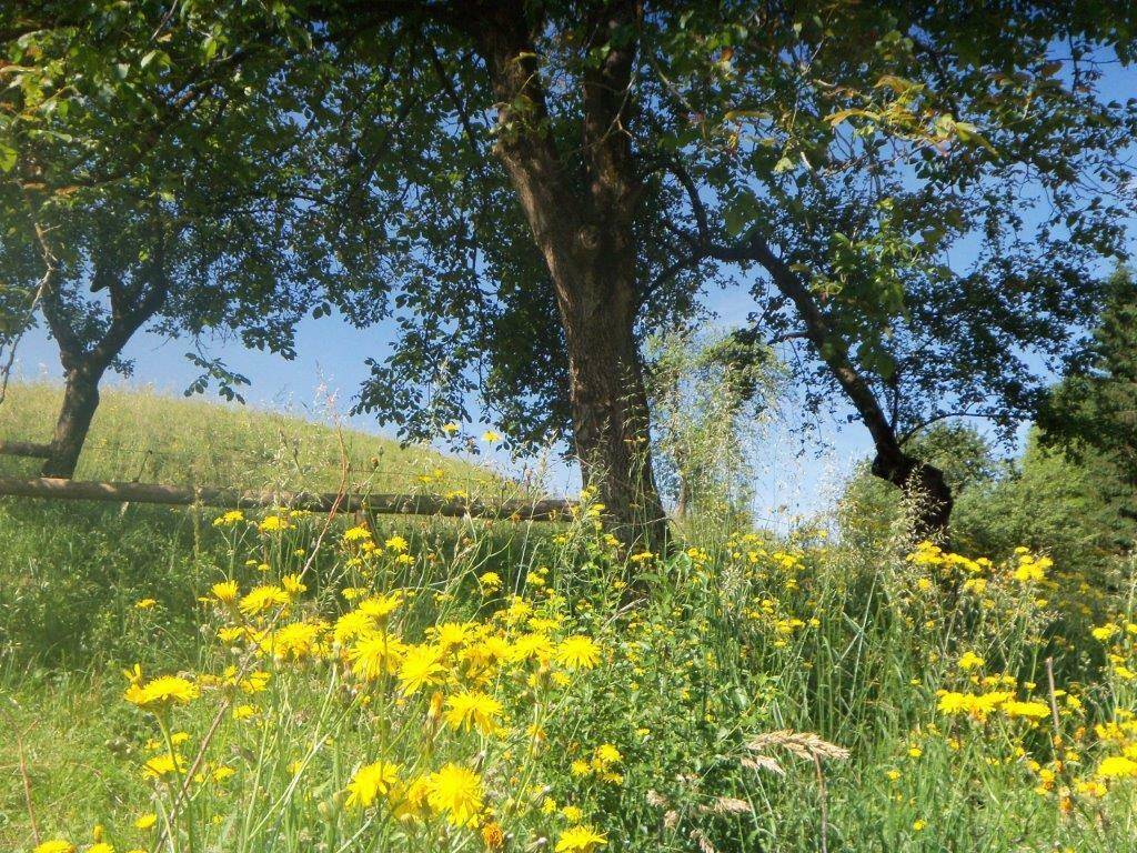 Sonniger Tag auf einer Wiese voller gelber Wildblumen unter alten, schattenspendenden Bäumen.