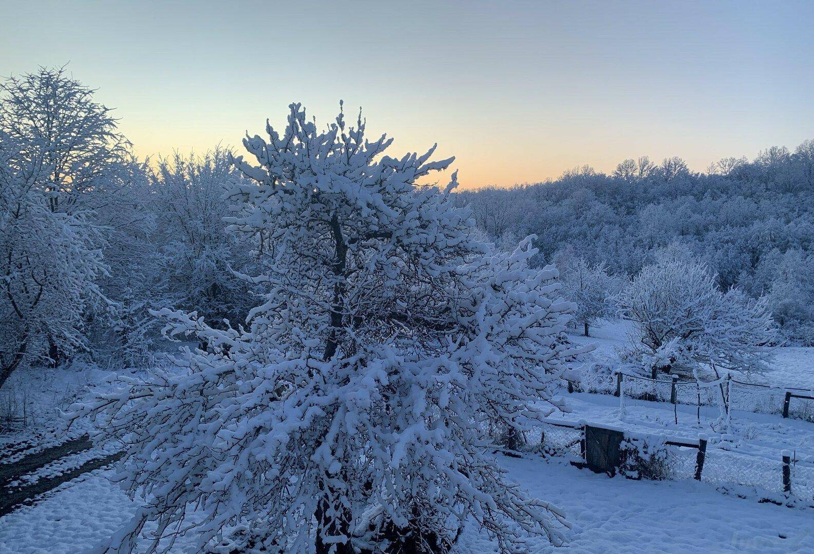 Nahaufnahme eines schneebedeckten Baumes in einer weiten Winterlandschaft.