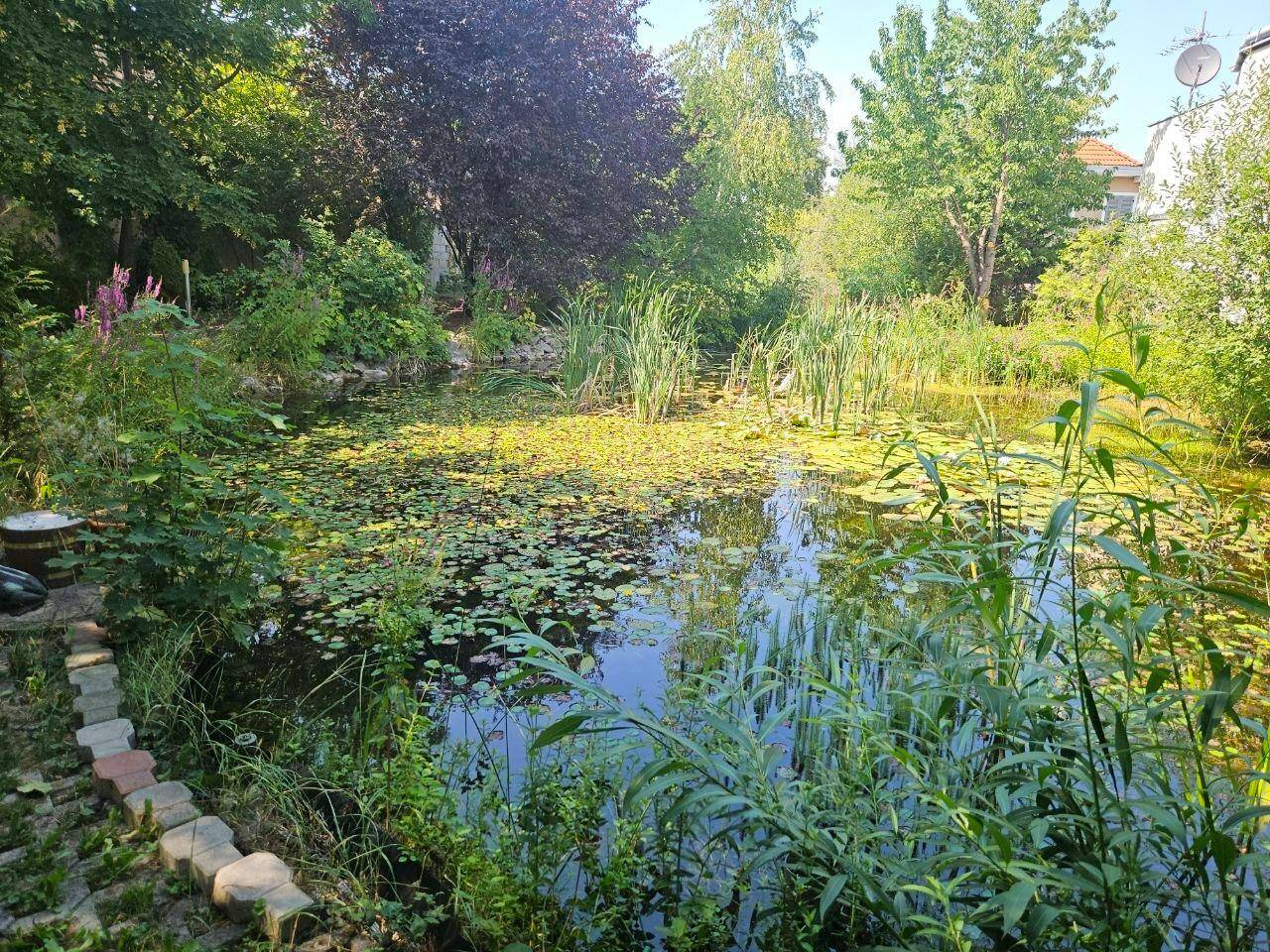 Natürlicher Gartenteich mit Seerosen und üppiger Ufervegetation, umgeben von Bäumen.
