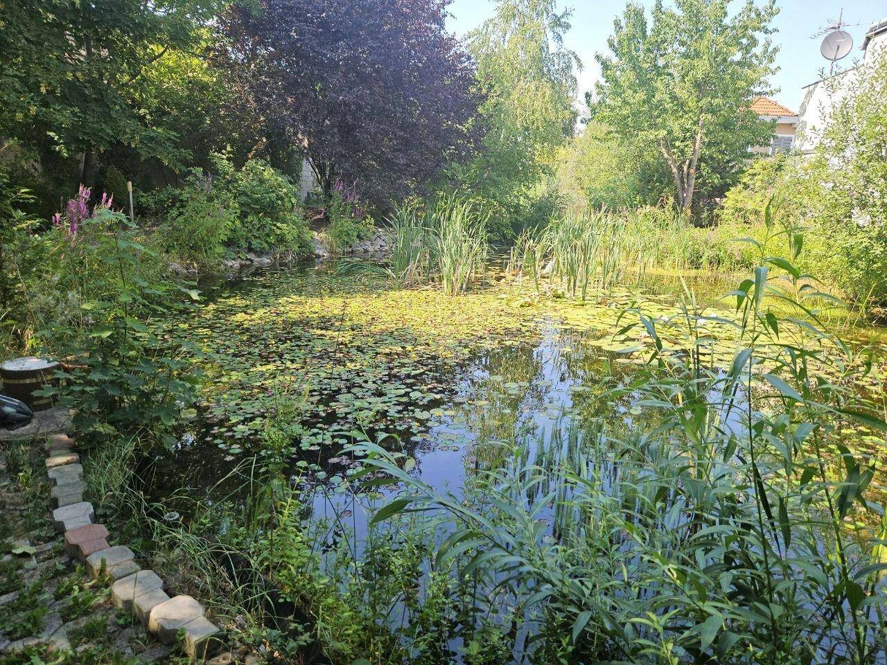 Seerosenteich