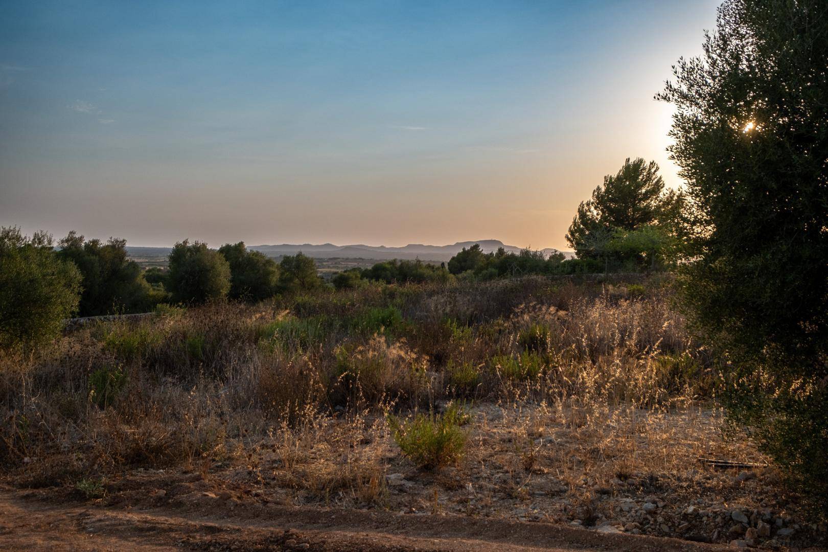 Weitläufige Landschaft mit mediterraner Vegetation und sanften Hügeln im Abendlicht.