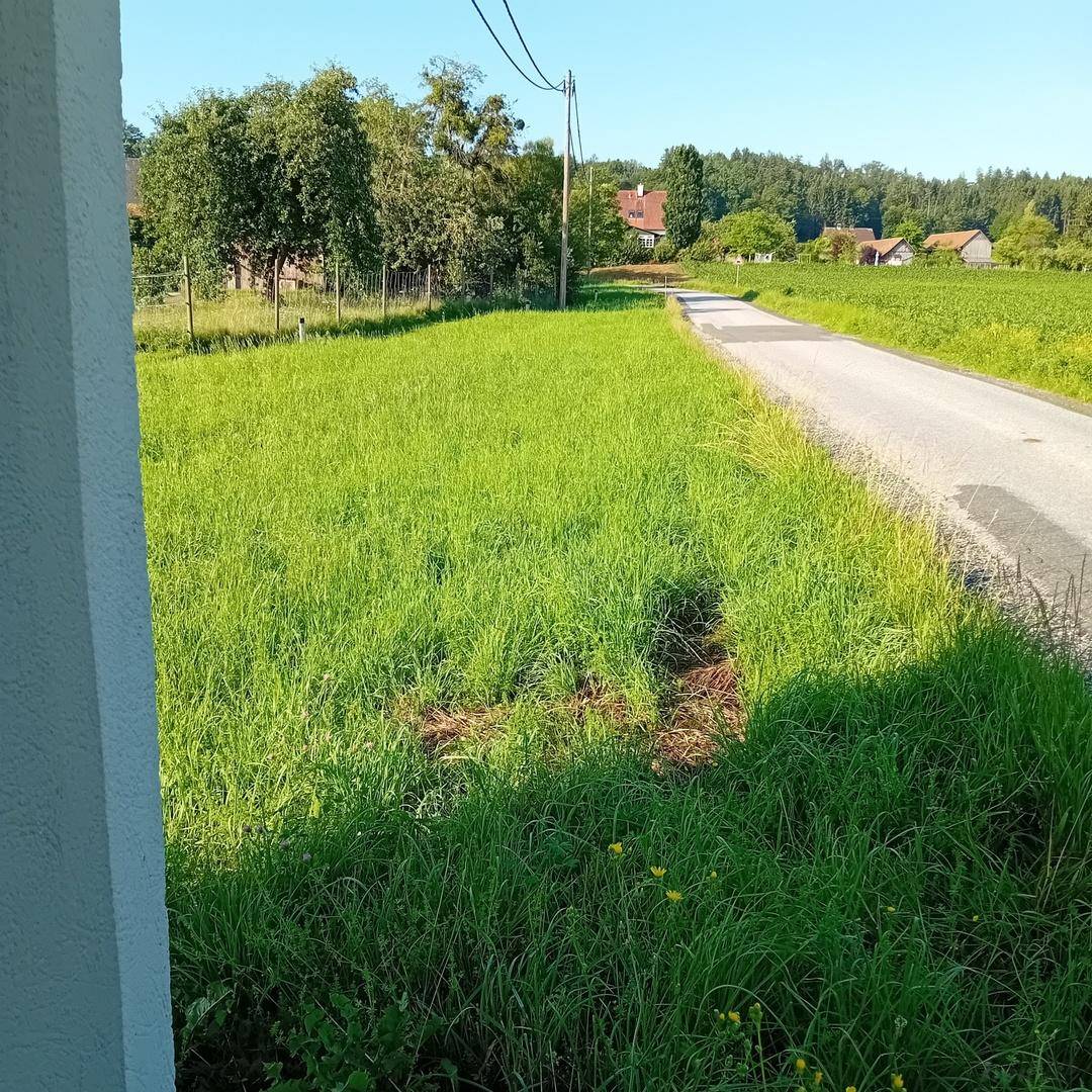 Weitläufiger Blick über eine sonnige grüne Wiese, eine Straße und ländliche Häuser.