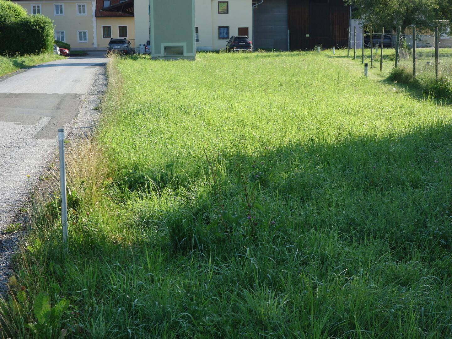 Sonnige Wiese neben einer Straße mit ländlicher Bebauung und einem Zaun im Hintergrund.
