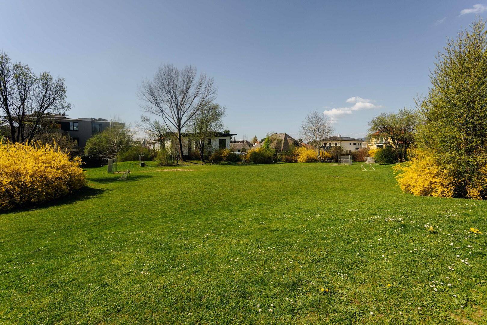 Weitläufige grüne Rasenfläche mit blühenden gelben Forsythienbüschen und Häusern im Hintergrund unter blauem Himmel.