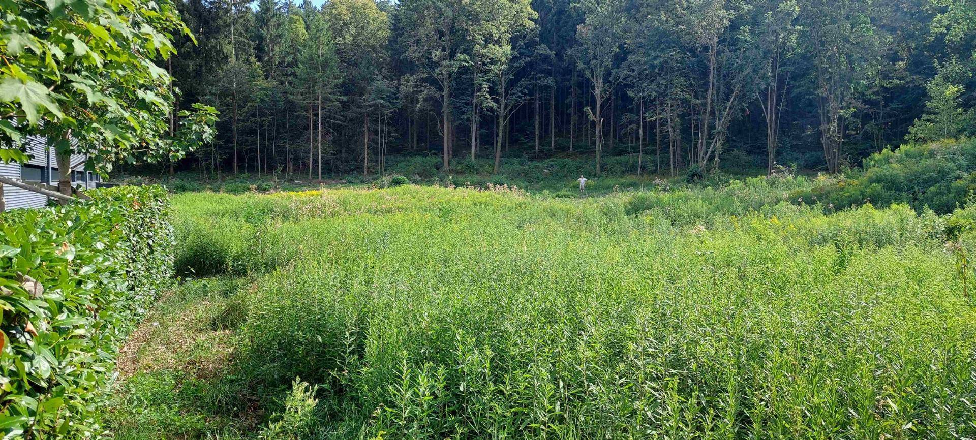 Weitläufige Grünfläche mit hohem Gras und Bäumen am Horizont, umgeben von dichter Vegetation.