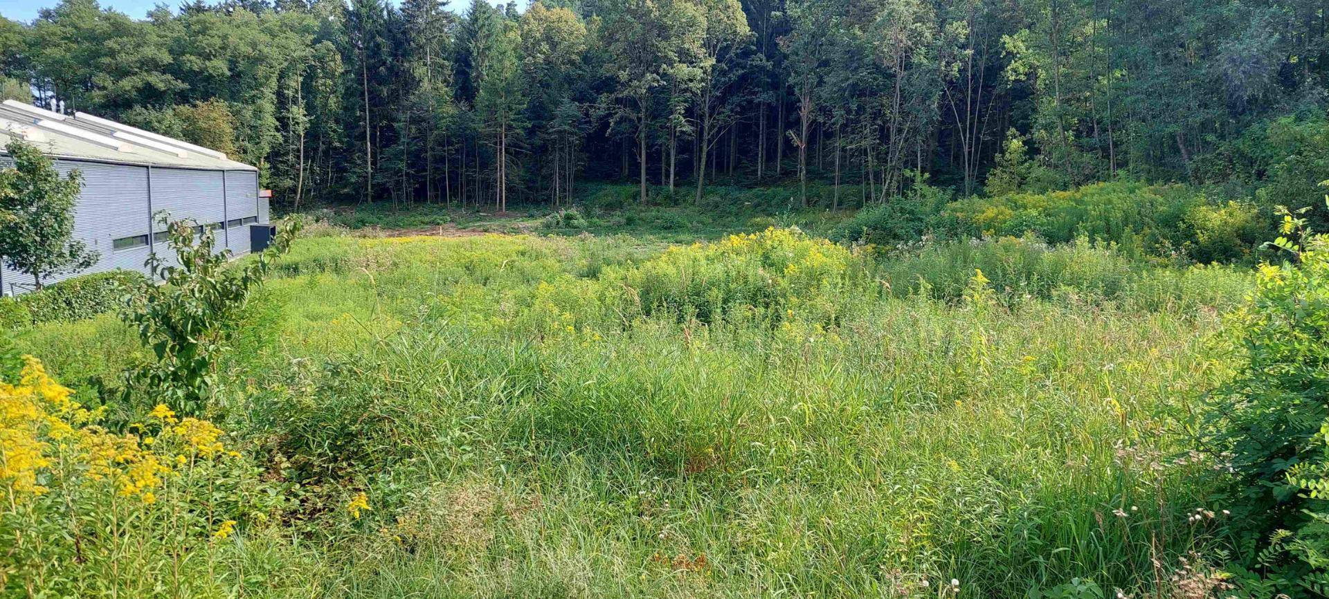 Großes, naturbelassenes Grundstück mit üppiger Vegetation und dichtem Wald im Hintergrund, neben einem Gebäude.