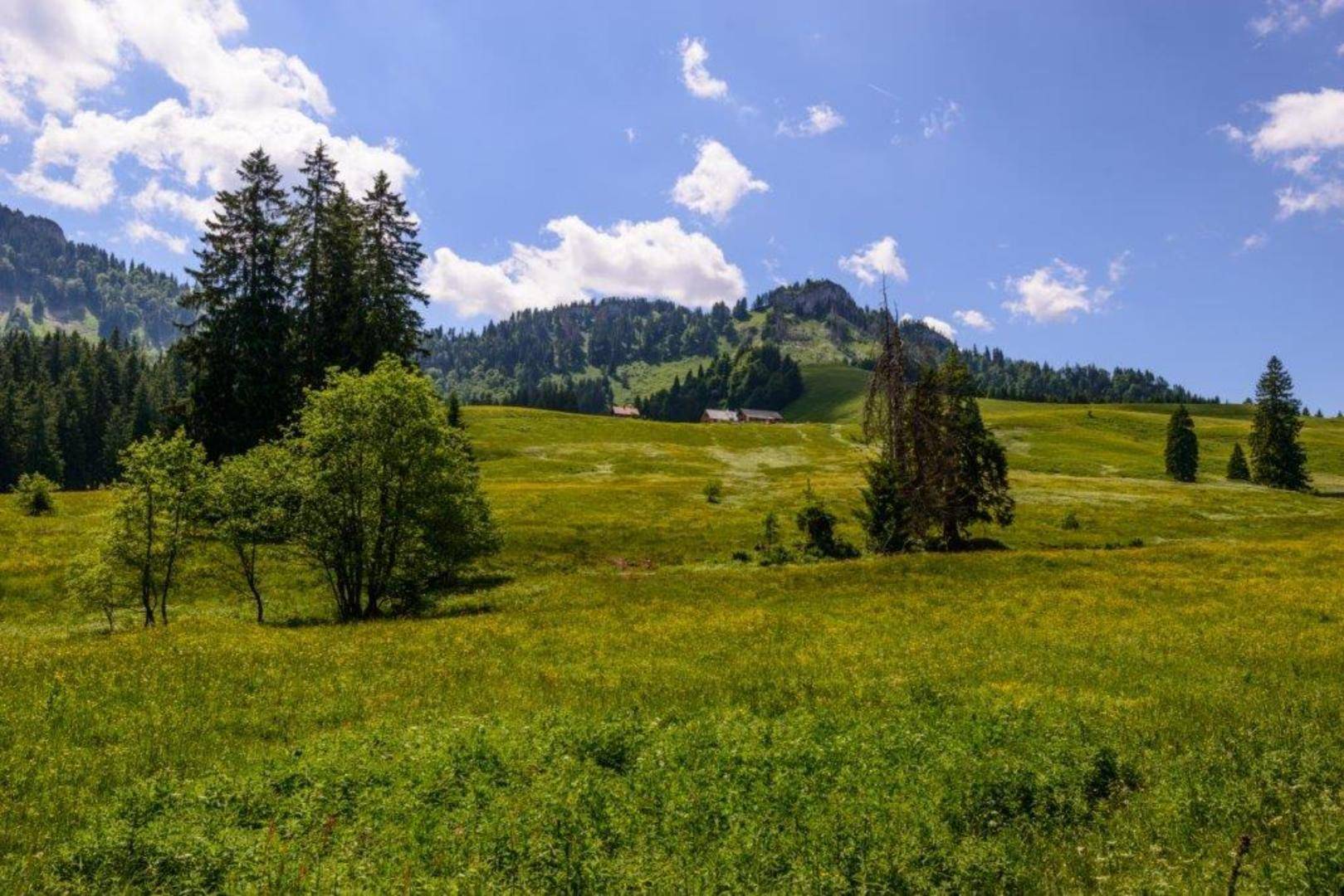 Weitläufige grüne Hügellandschaft mit vereinzelten Bäumen und bewaldeten Bergen unter blauem Himmel.