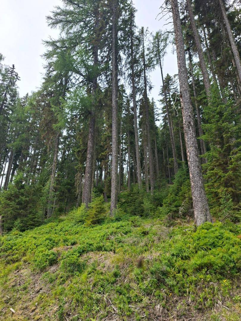 Hohe Nadelbäume ragen an einem steilen, bewaldeten Hang in den bewölkten Himmel.