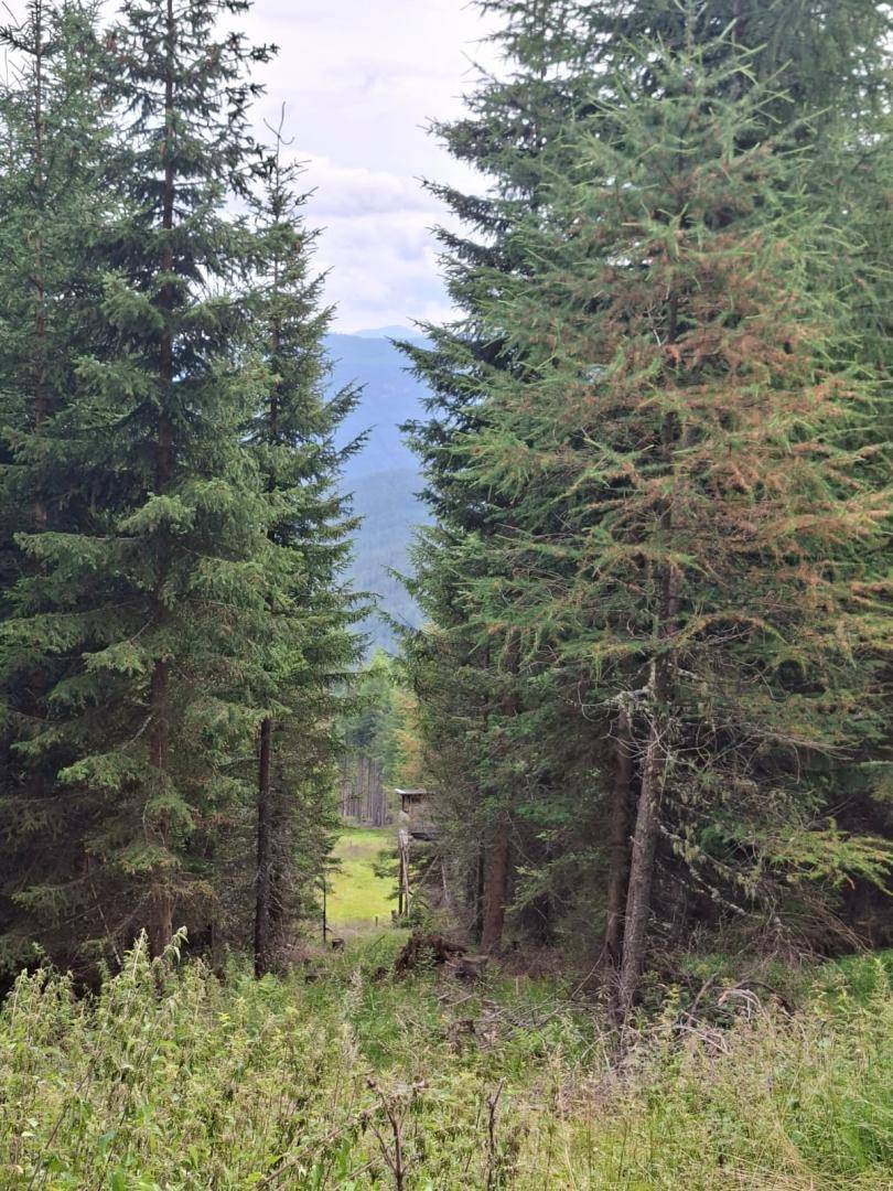 Eine Lichtung im Wald bietet einen weiten Blick auf ferne Berge und eine offene Wiese.