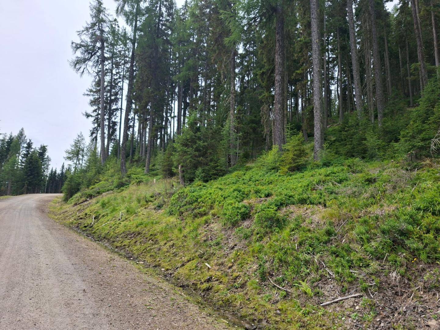 Ein unbefestigter Weg führt entlang eines bewaldeten Hanges mit hohen Bäumen und üppigem Grün.