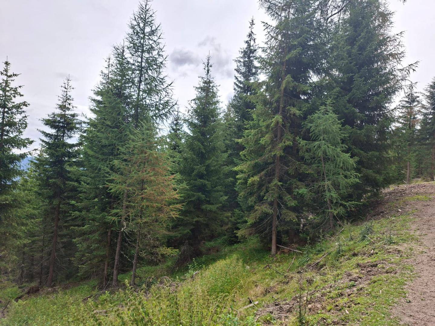 Dichter Nadelwald mit hohen Tannen und Fichten auf einem sanften Hang unter einem bewölkten Himmel.