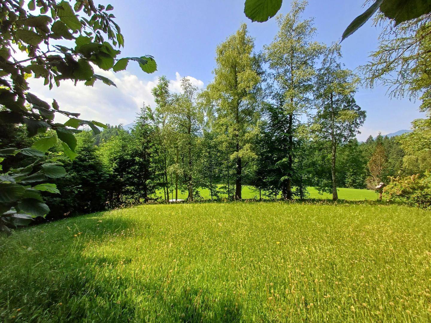 Sonnige Wiese mit üppigem Grün und Bäumen, umrahmt von Blättern im Vordergrund, bietet eine ruhige Atmosphäre.