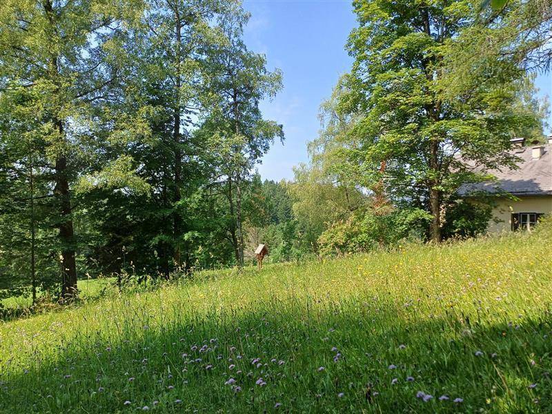 Blühende Wiese mit lila Blumen, umgeben von Bäumen und einem Haus im Hintergrund, bietet eine malerische Aussicht.
