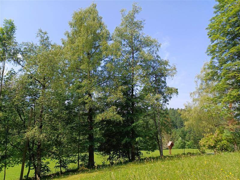 Zwei hohe Bäume dominieren die grüne Landschaft mit einem kleinen Vogelhaus dazwischen, sehr idyllisch.