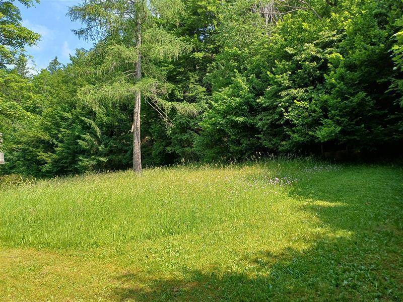 Sonnige Grünfläche mit hohem Baum und dichtem Wald im Hintergrund, ideal zum Entspannen und Genießen der Natur.