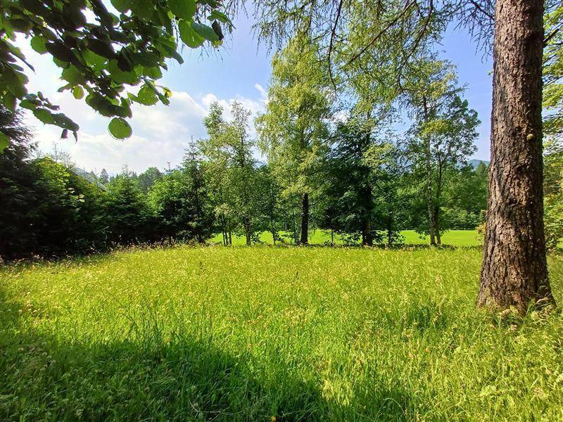 Idyllische grüne Wiese mit hohem Baumstamm im Vordergrund und Waldrand im Hintergrund unter klarem Himmel.
