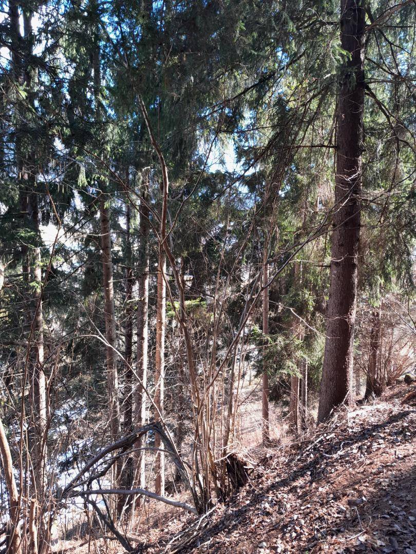 Dichter Wald mit hohen Nadelbäumen und trockenem Laub auf dem Boden, durch das Sonnenlicht fällt.