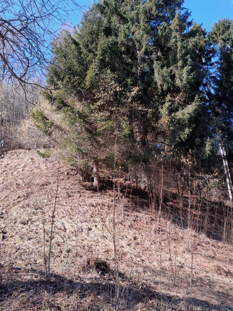 Steiler, grasbewachsener Hang mit trockener Vegetation, der zu einem dichten Nadelwald unter blauem Himmel führt.