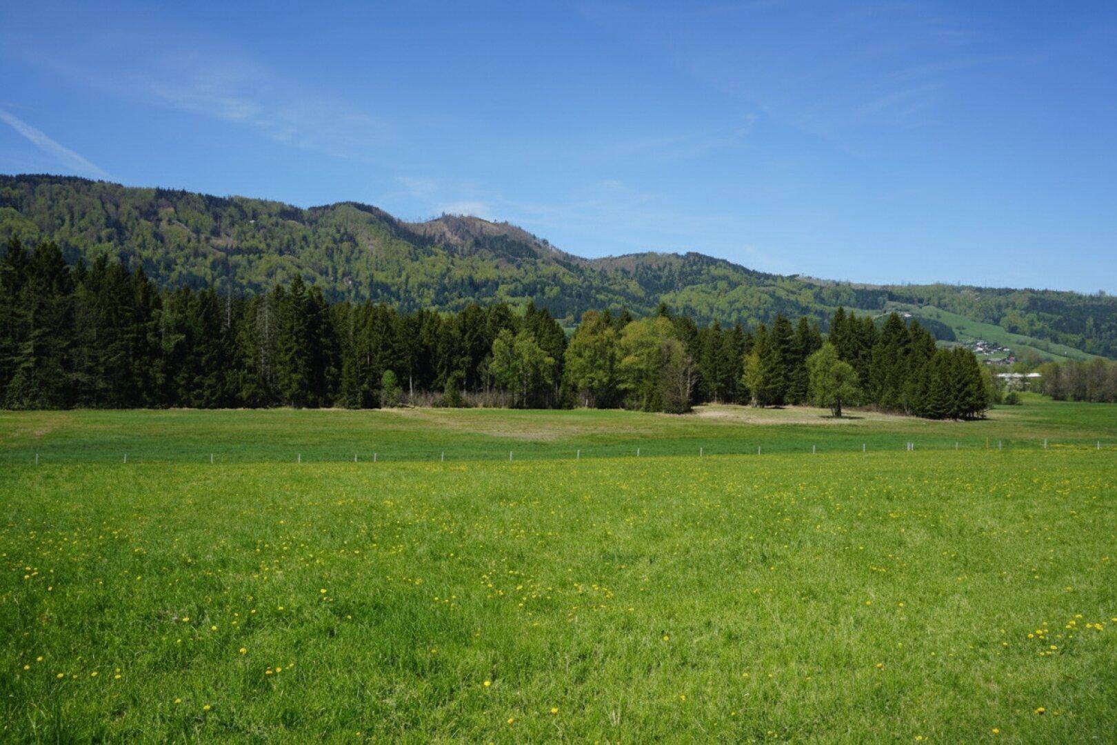 Weitläufige grüne Wiesen und Wälder mit majestätischen Bergen im Hintergrund unter blauem Himmel.