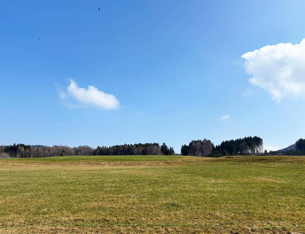 Offene grüne Wiese mit einem Waldrand im Hintergrund unter einem weiten blauen Himmel.