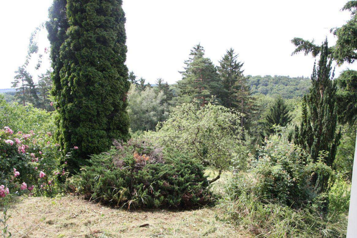 Naturbelassener Gartenbereich mit hohen Bäumen und Sträuchern, umgeben von viel Grün.