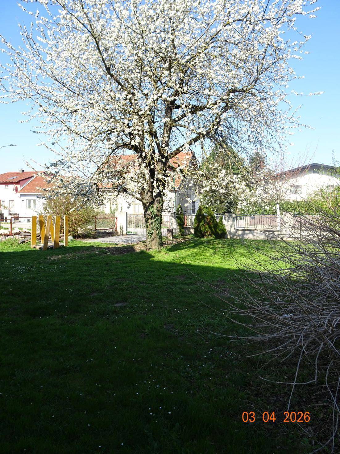 Weiter Blick über den grünen Garten mit blühendem Baum und angrenzender Nachbarschaft.
